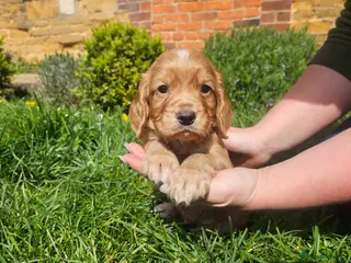 Cocker Spaniel dogs Meet lady's beautiful cocker spaniel puppies - Advert 12