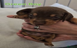 Miniature Dachshund dogs for sale: 4 week old Miniature Dachshunds - Image 11