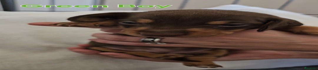 Green Boy