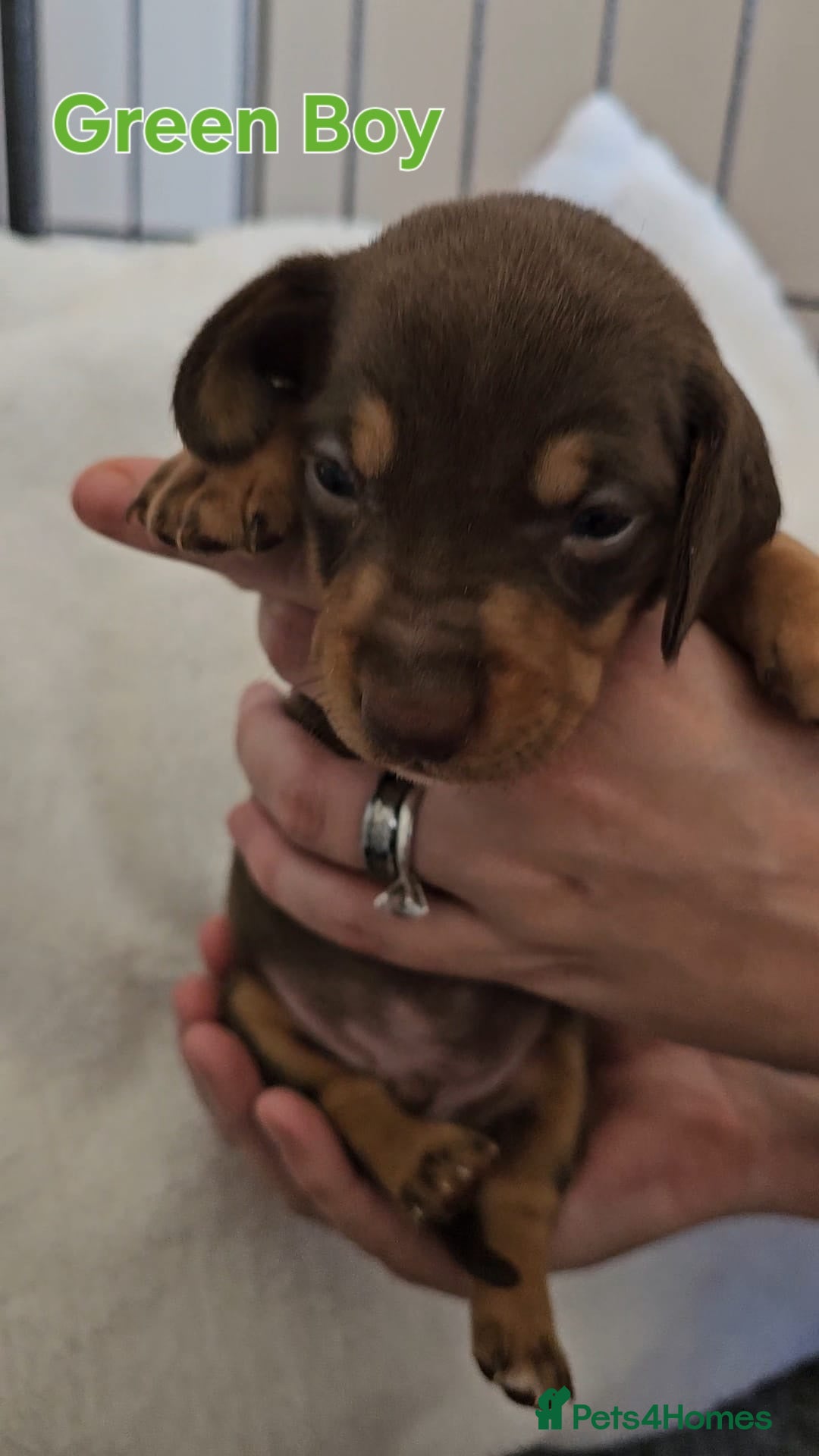 Miniature Dachshund dogs for sale: 4 week old Miniature Dachshunds - Image 11