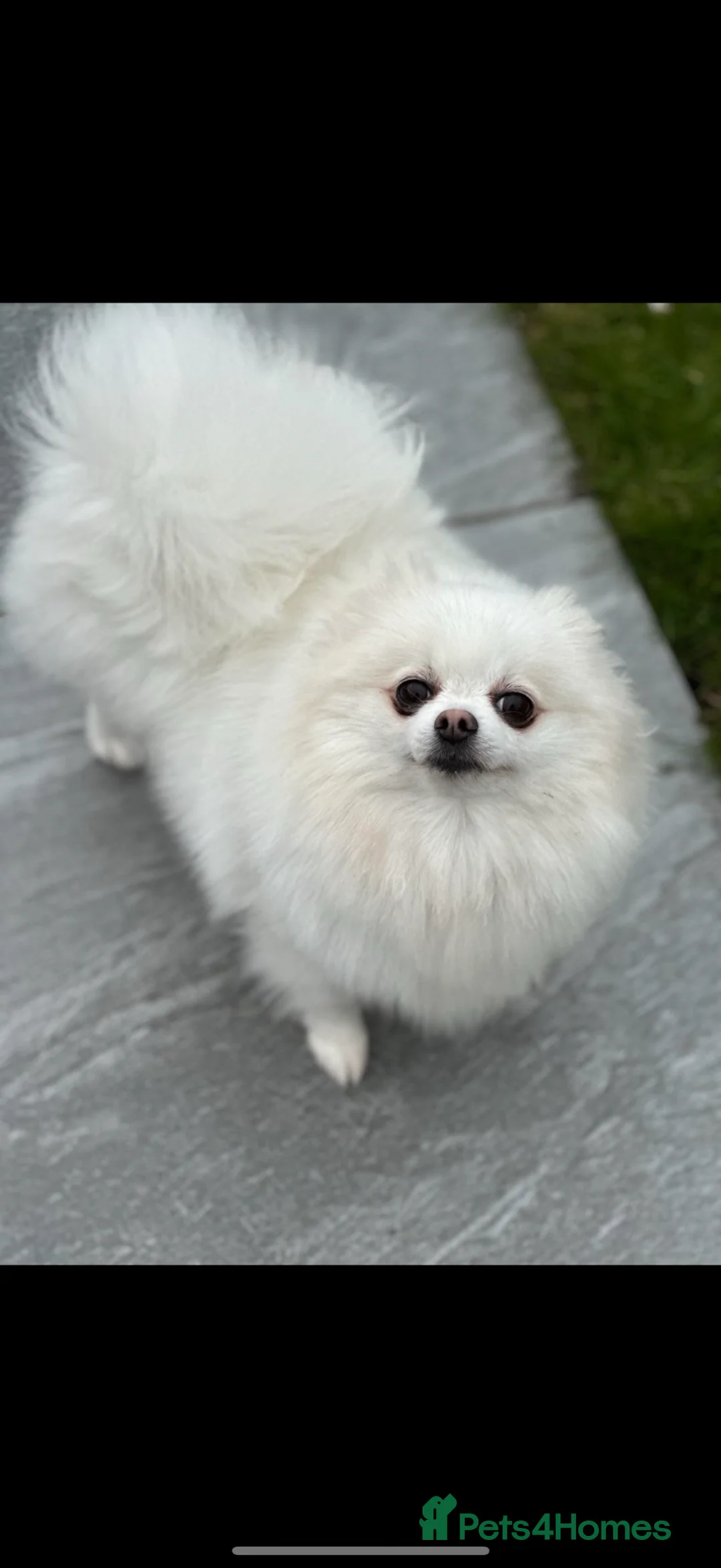 Pomeranian dogs for sale: Kc reg 2 girls. Russian import parents - Advert 8