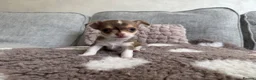 Chihuahua dogs for sale: 🐶Tiny exquisite RARE blue, Lilac & Chocolate Tri  - Advert 21