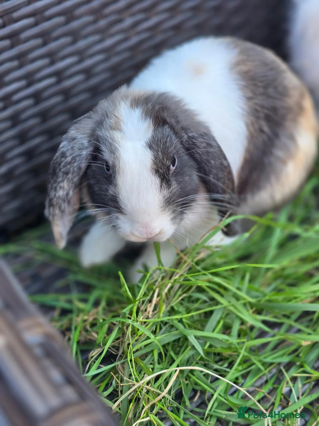 Mini Lop rabbits for sale: Rabbit in Great Yarmouth - Advert 2