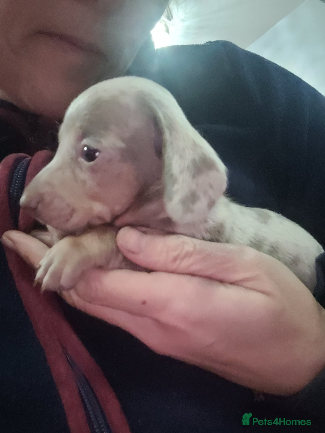Miniature Dachshund dogs for sale: Charming Miniature dashond puppies  - Advert 5