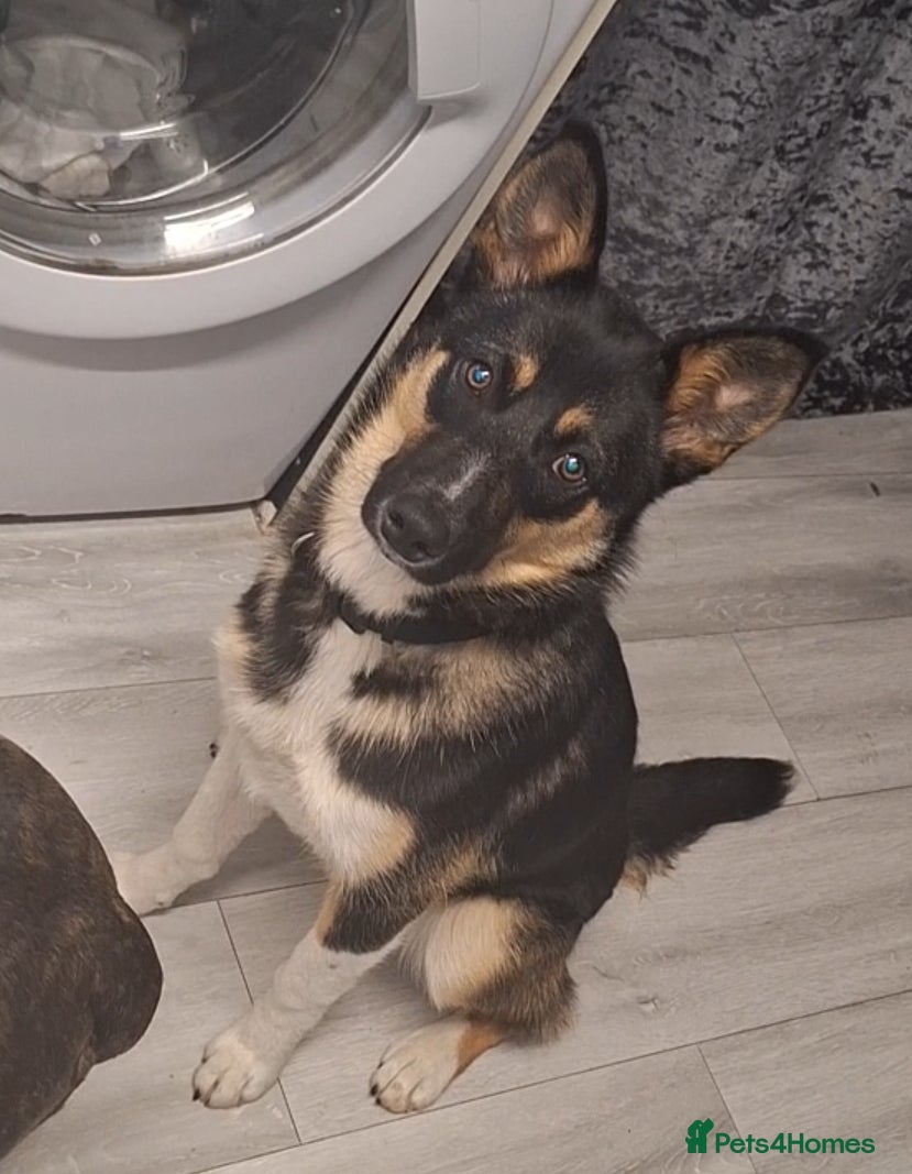 Mixed Breed dogs COOKIE the young missy - Advert 16