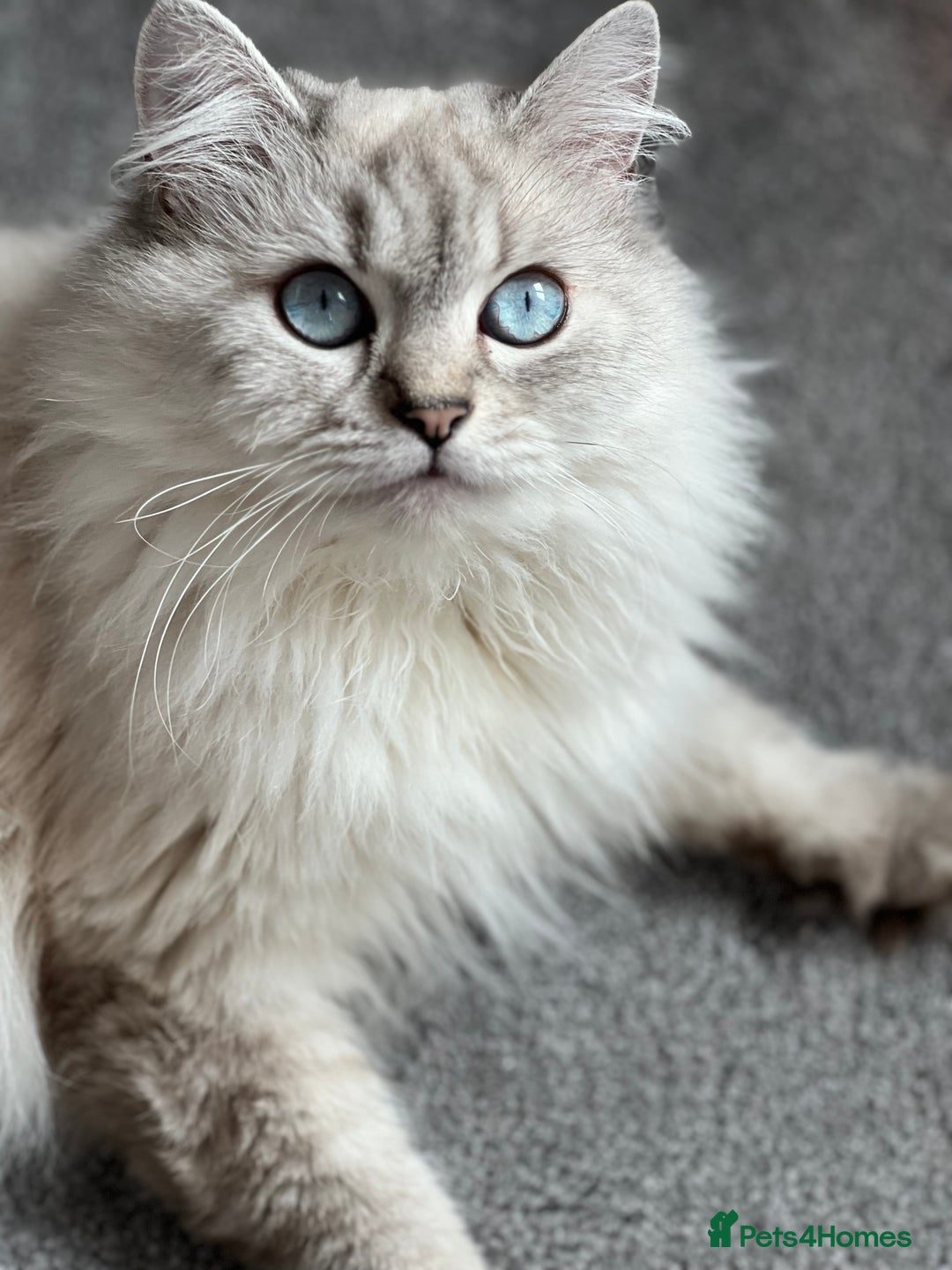 British Longhair cats for sale: British Longhair/Shorthair kittens TICA - Advert 10