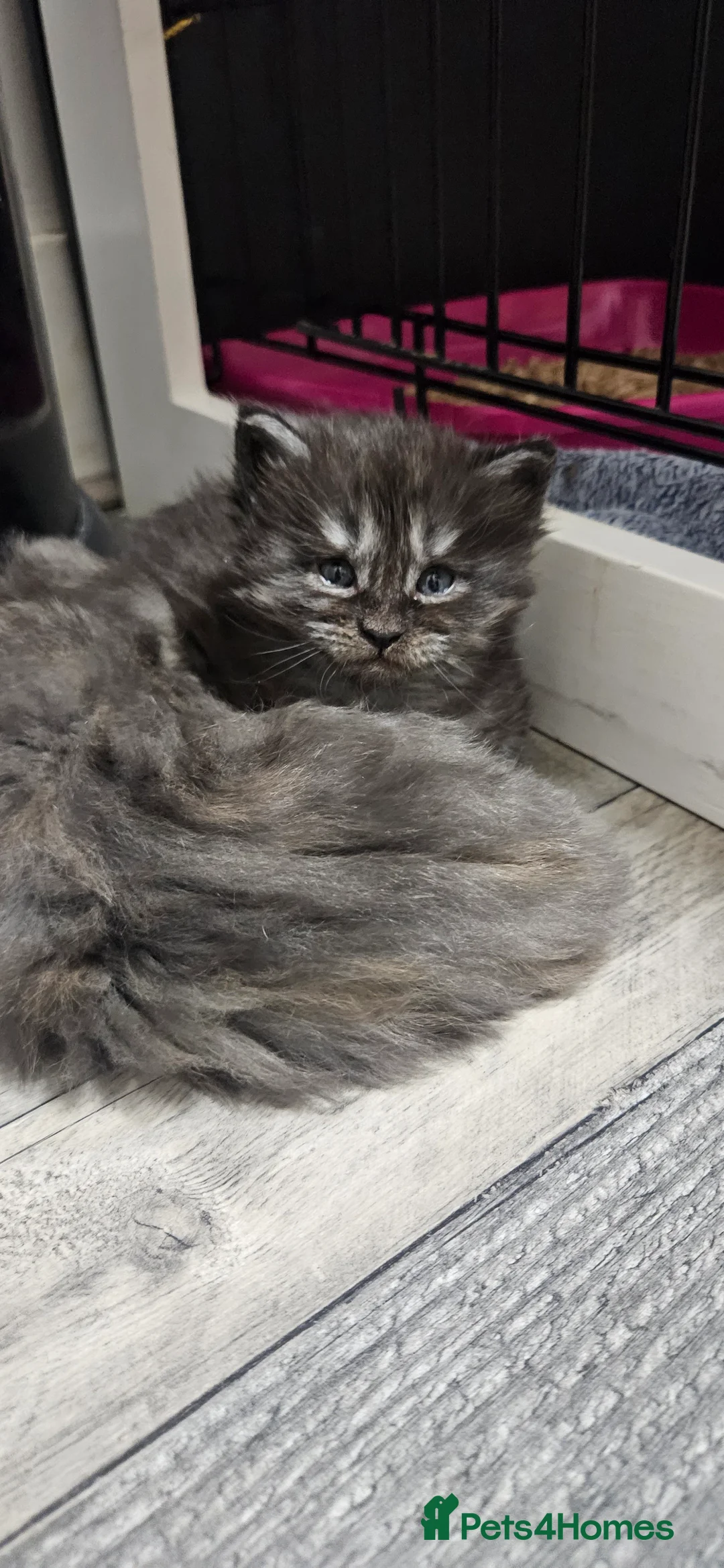 Maine Coon cats for sale: Beautiful tica registered maine coon kittens  - Advert 10