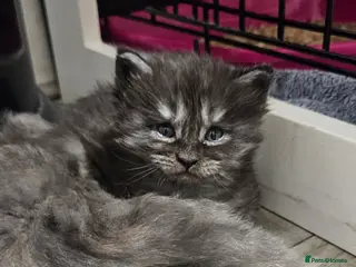 Maine Coon cats Beautiful outstanding tica registered maine coons - Advert 2