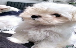 Maltese dogs for sale: Maltese puppies  - Image 5