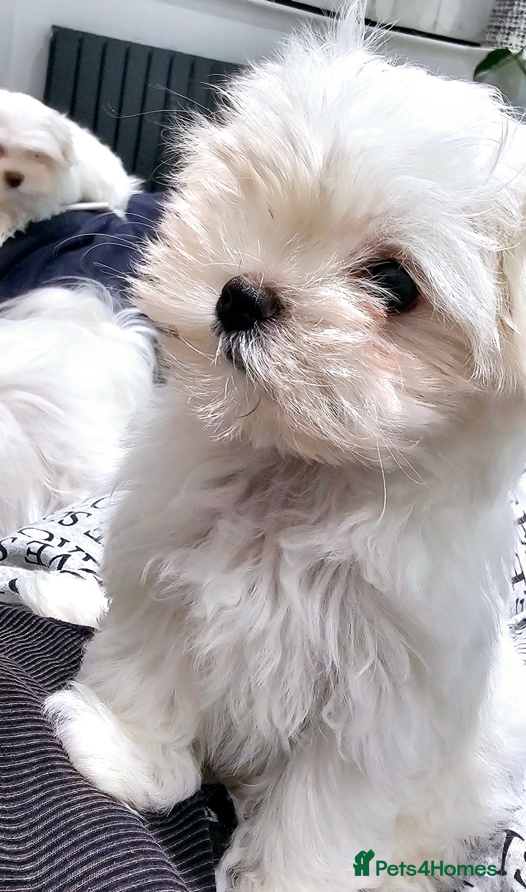 Maltese dogs for sale: Maltese puppies  - Image 5