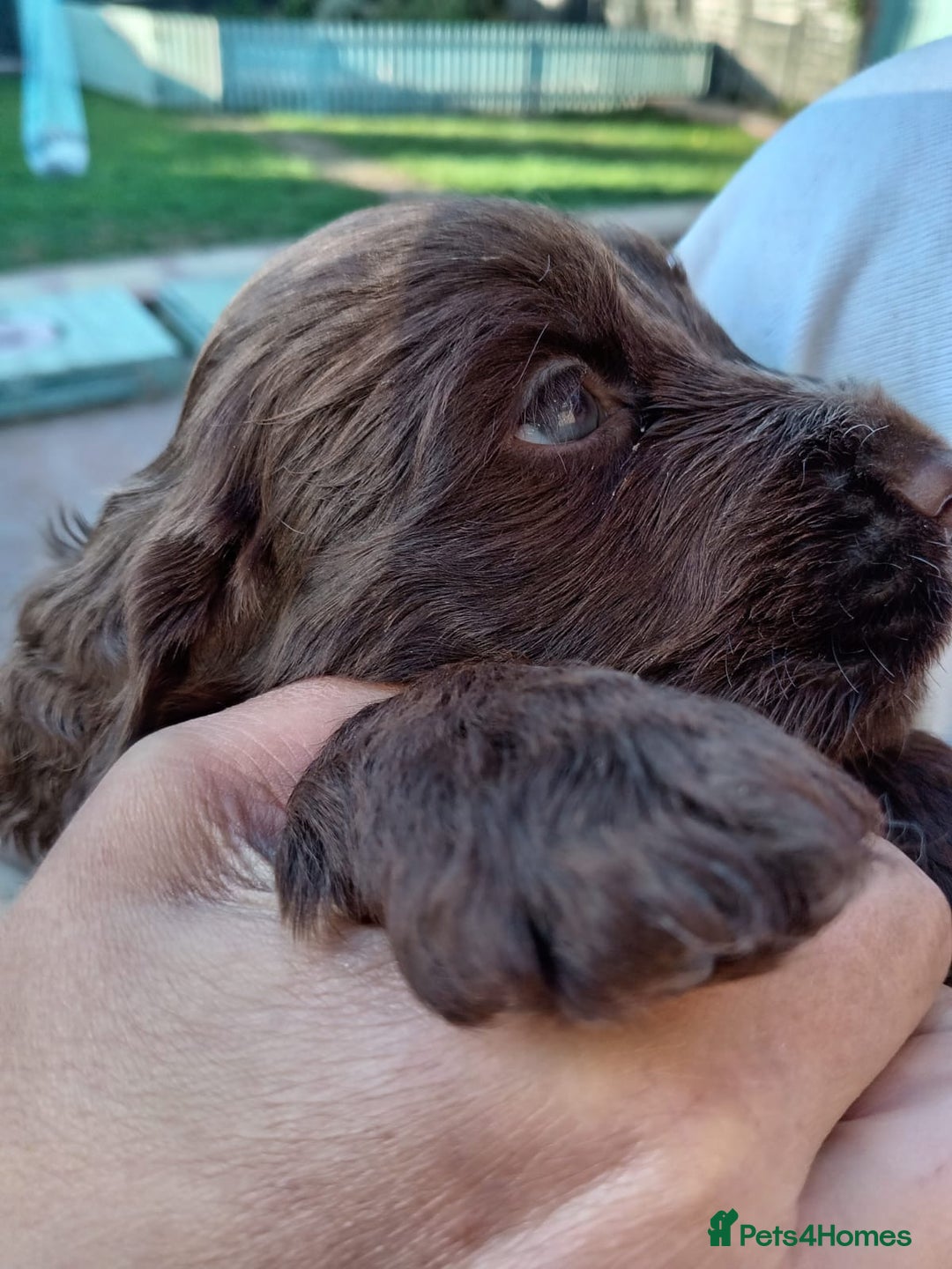Cocker Spaniel dogs for sale: Pedigree Show Cocker Spaniel - Image 3