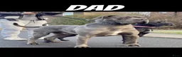 Cane Corso dogs for stud: Reverse Brindle Cane Corso Stud - Advert 9