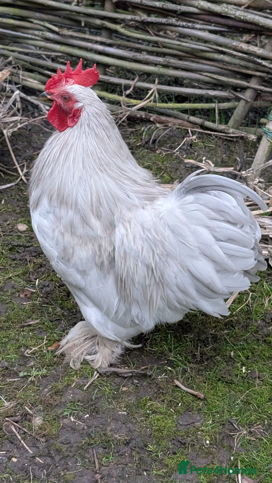 Chickens poultry for sale: Silkie Bantam Cockerels  - Advert 7
