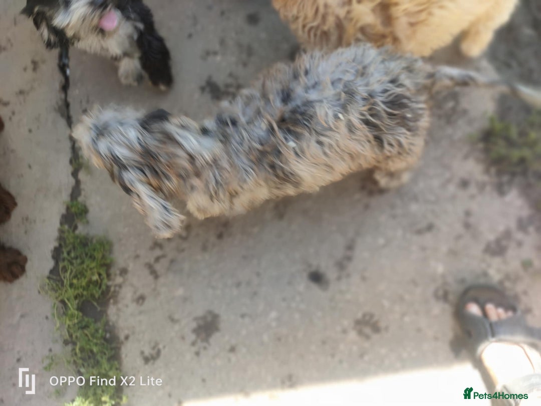 Cockapoo dogs for sale: 2 beautiful cockapoo desperate for forever homes  - Image 33