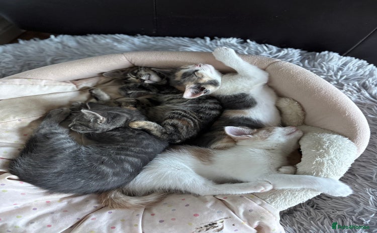 Mixed Breed cats - Advert 15