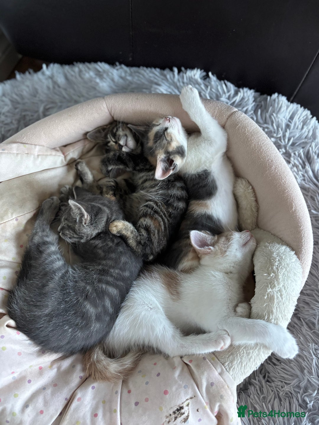 Mixed Breed cats for sale: 4 kittens ready for their new homes  - Image 2