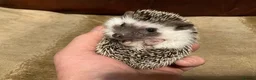 Pygmy Hedgehog rodents for sale: African Pygmy Hedghogs - Advert 3