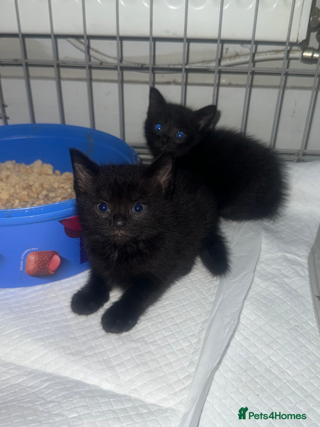 Mixed Breed cats for sale: 5 beautiful kittens for sale  - Advert 2