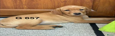 Labrador Retriever 10