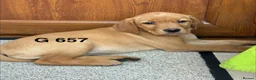 Labrador Retriever dogs for sale: Fully vaccinated KC Labradors - Advert 20