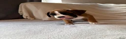 Boxer dogs for sale: *** 22 Championships between parents *** in Newbury - Advert 15
