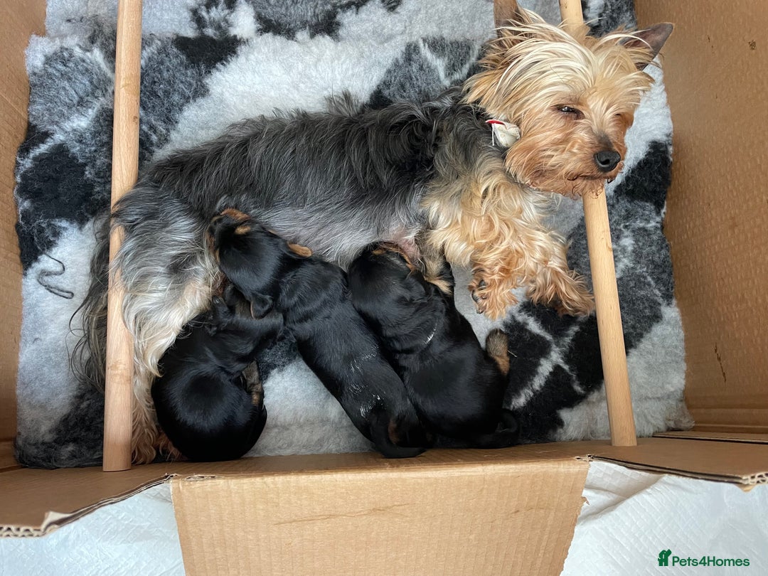 Yorkshire Terrier dogs for sale: ** Yorkshire Terrier Puppies  - Image 9