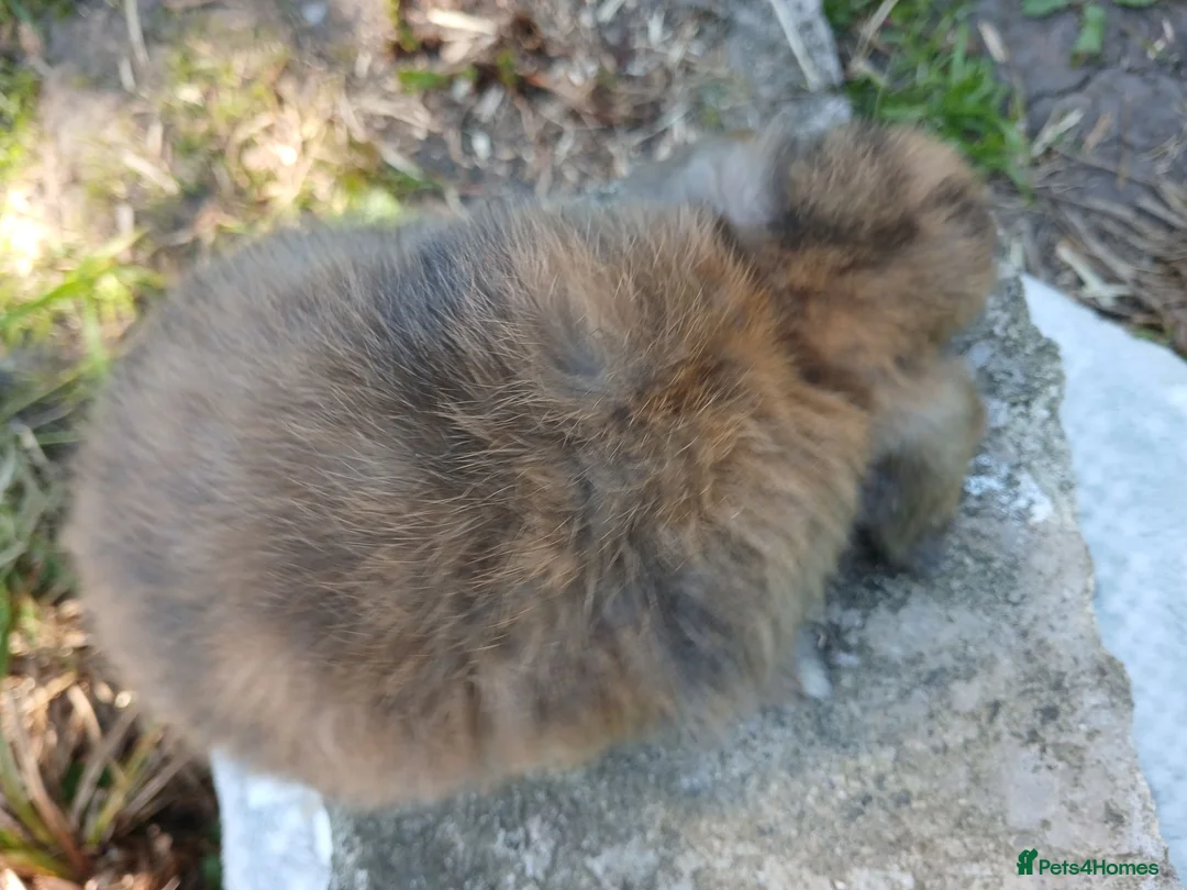Mini Lop rabbits for sale: Stunning pure bred mjni lop baby rabbits in Llanelli - Advert 2
