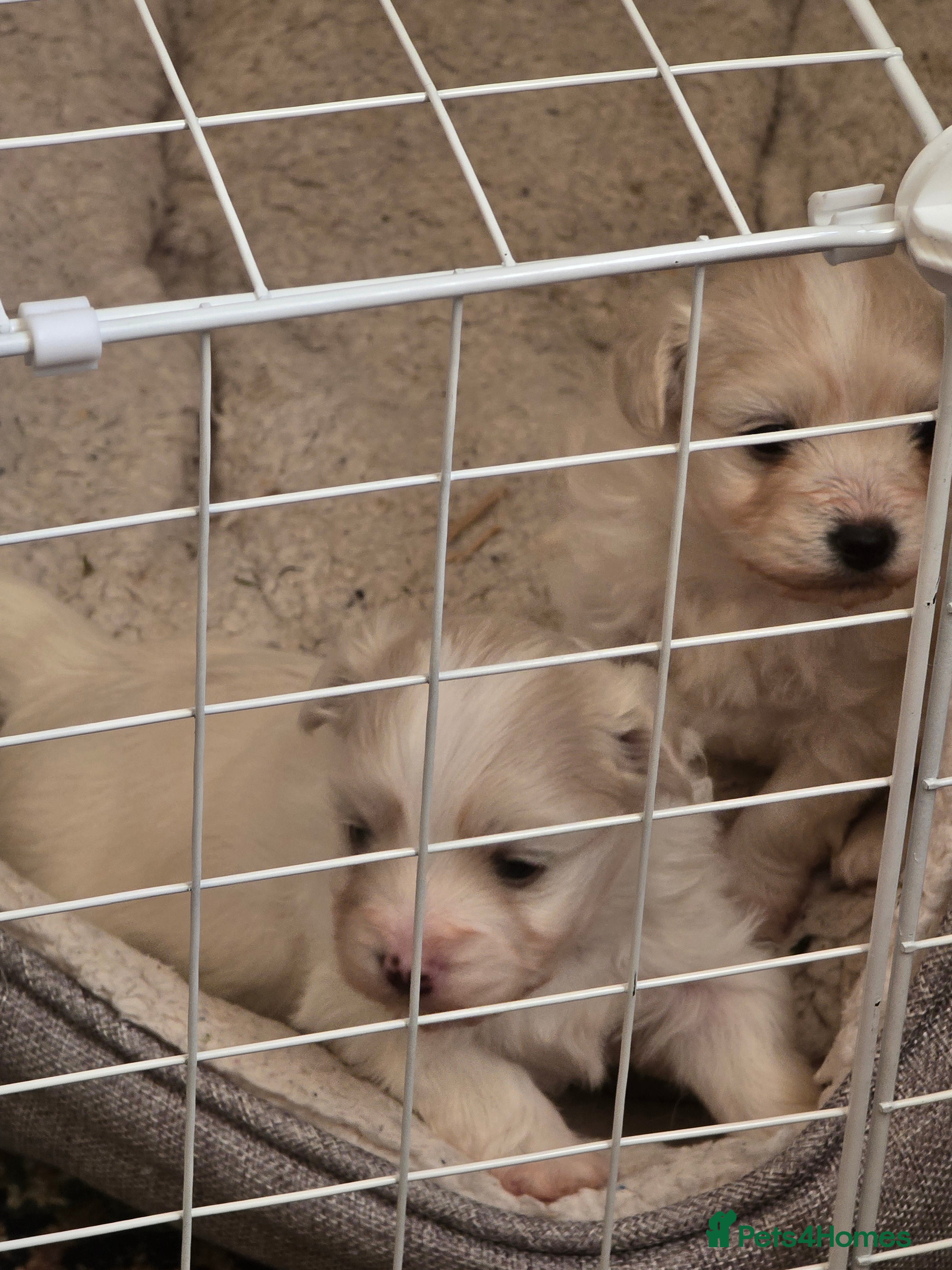 Maltese dogs Maltese boys in Porth - Advert 2