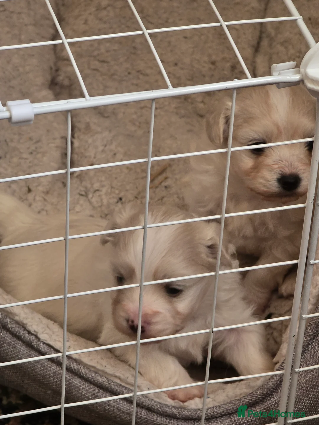 Maltese dogs for sale: Maltese boys in Porth - Advert 1