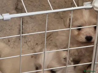 Maltese dogs Maltese boys in Porth - Advert 1