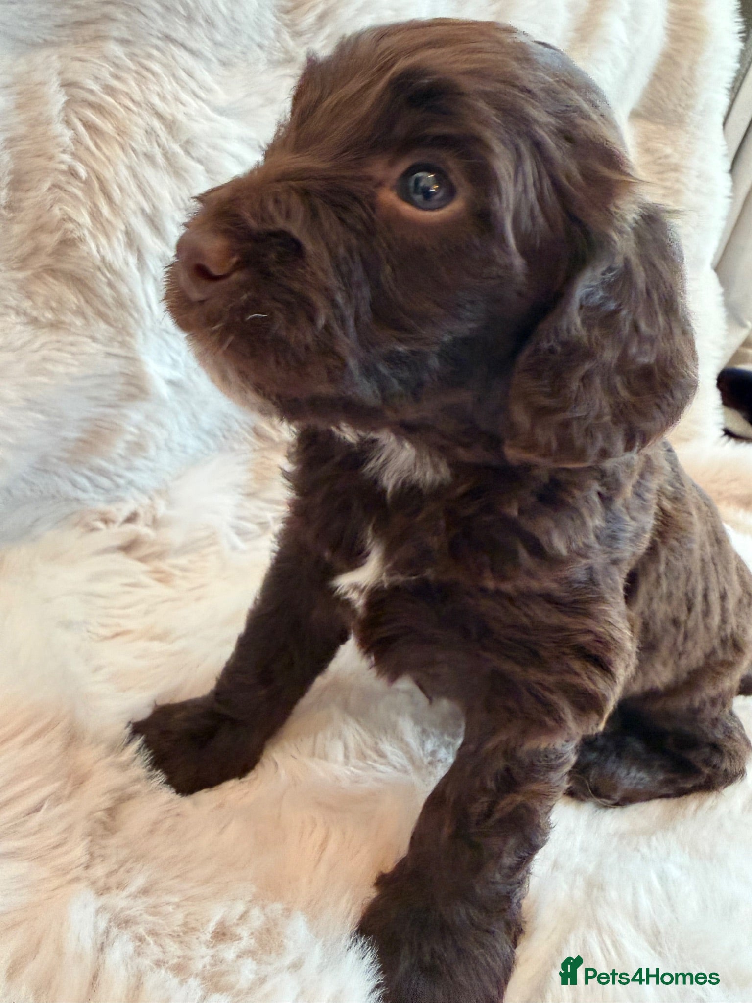 Mixed Breed dogs Beautiful Sprockapoo puppies  - Advert 1