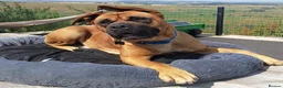 Bullmastiff dogs for sale: Beautiful Healthy Bullmastiff Puppies in Holmfirth - Advert 2