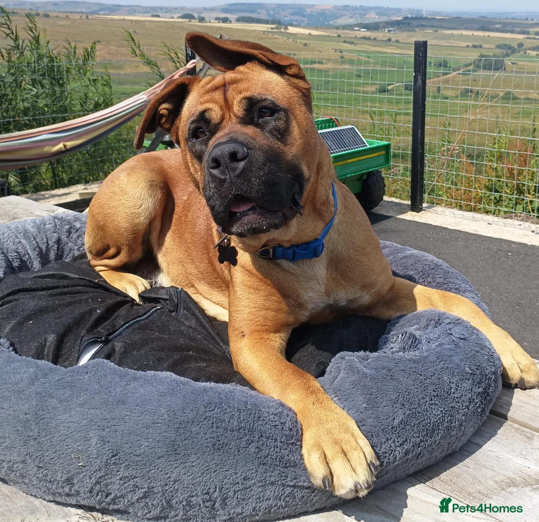 Bullmastiff dogs for sale: Beautiful Healthy Bullmastiff Puppies in Holmfirth - Advert 2