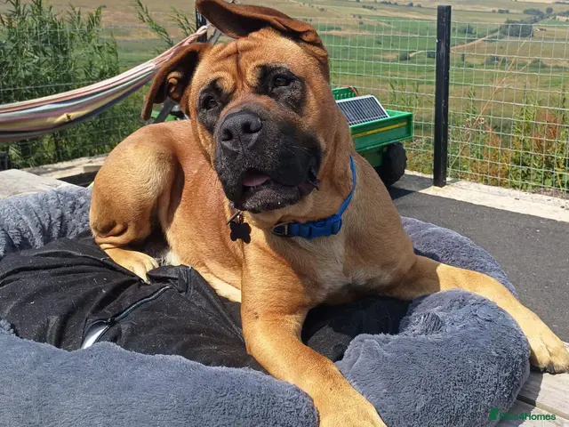 Bullmastiff dogs for sale: Beautiful Healthy Bullmastiff Puppies - Advert 2