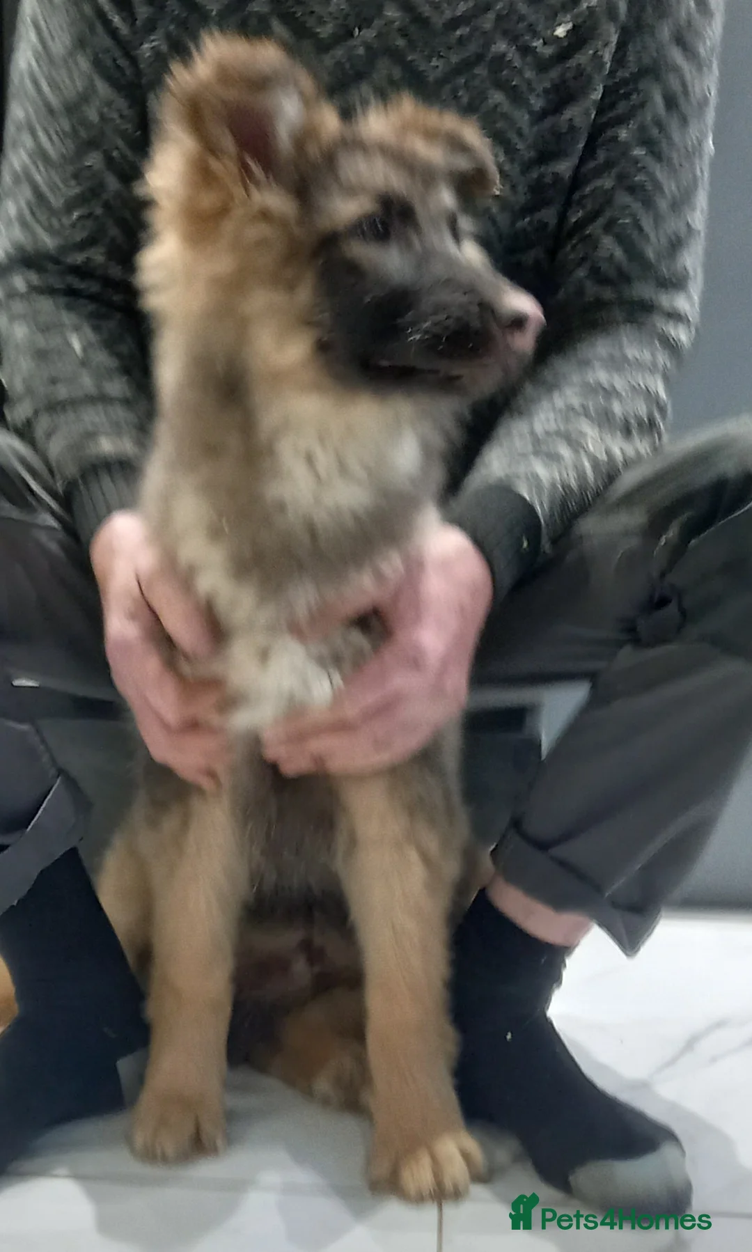 German Shepherd dogs for sale: Stunning German Shepherd Puppies - Advert 3