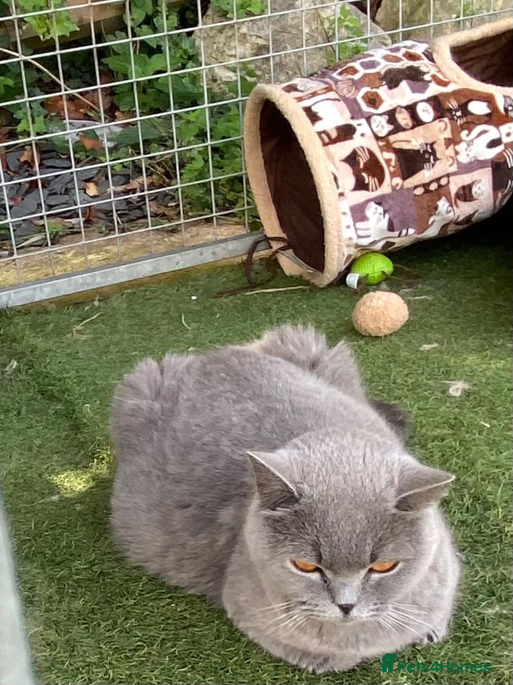 British Shorthair cats Blue and white and blue sisters - Advert 2