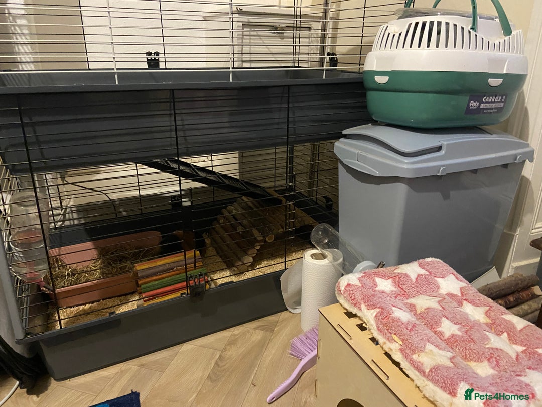 Guinea Pig rodents for sale: 2 Beautiful guinea - Advert 2