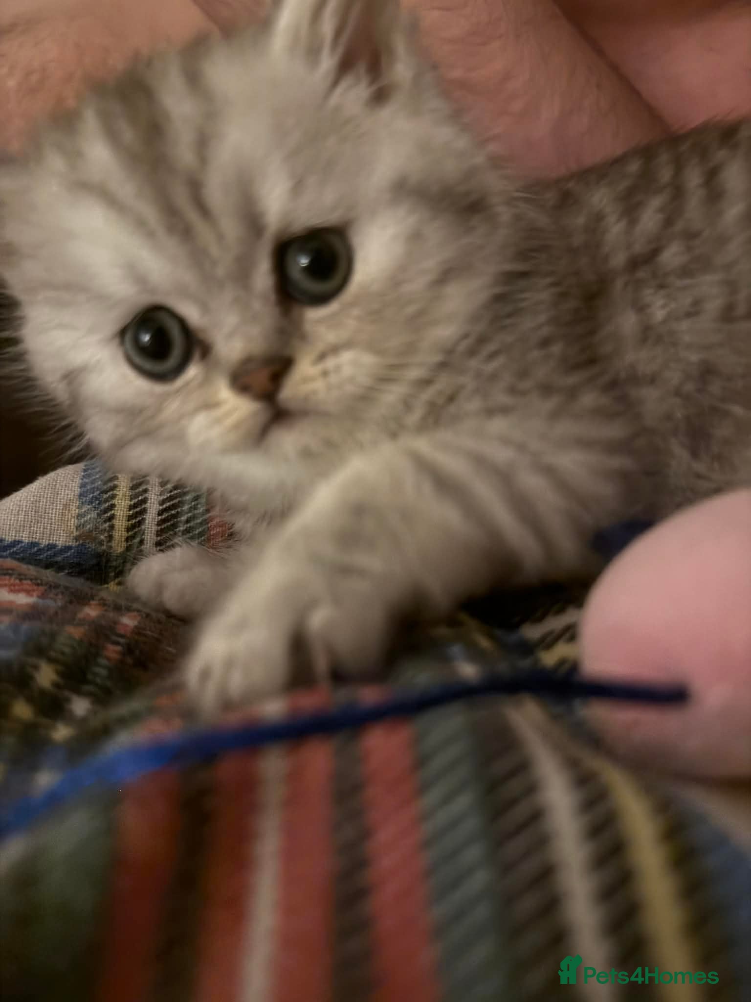 Persian cats Gorgeous pedigree chinchilla kitten  - Advert 1