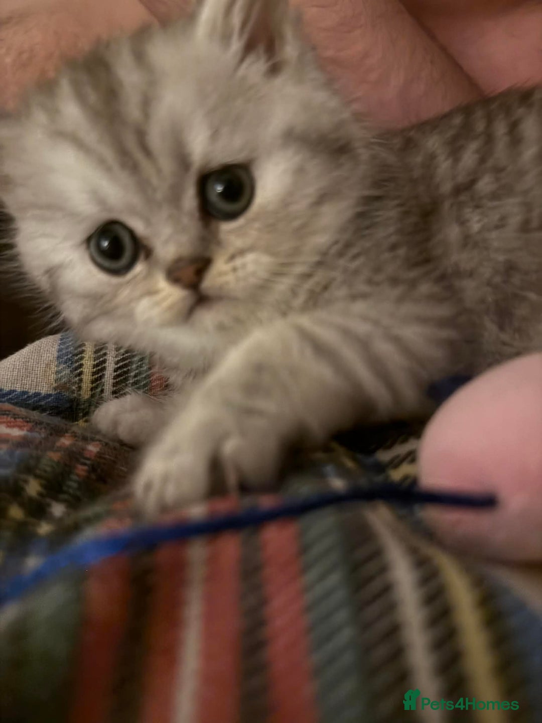 Persian cats for sale: Gorgeous pedigree chinchilla kitten  - Advert 1