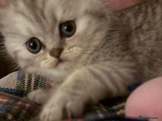 Persian cats Gorgeous pedigree chinchilla kitten - Advert 1