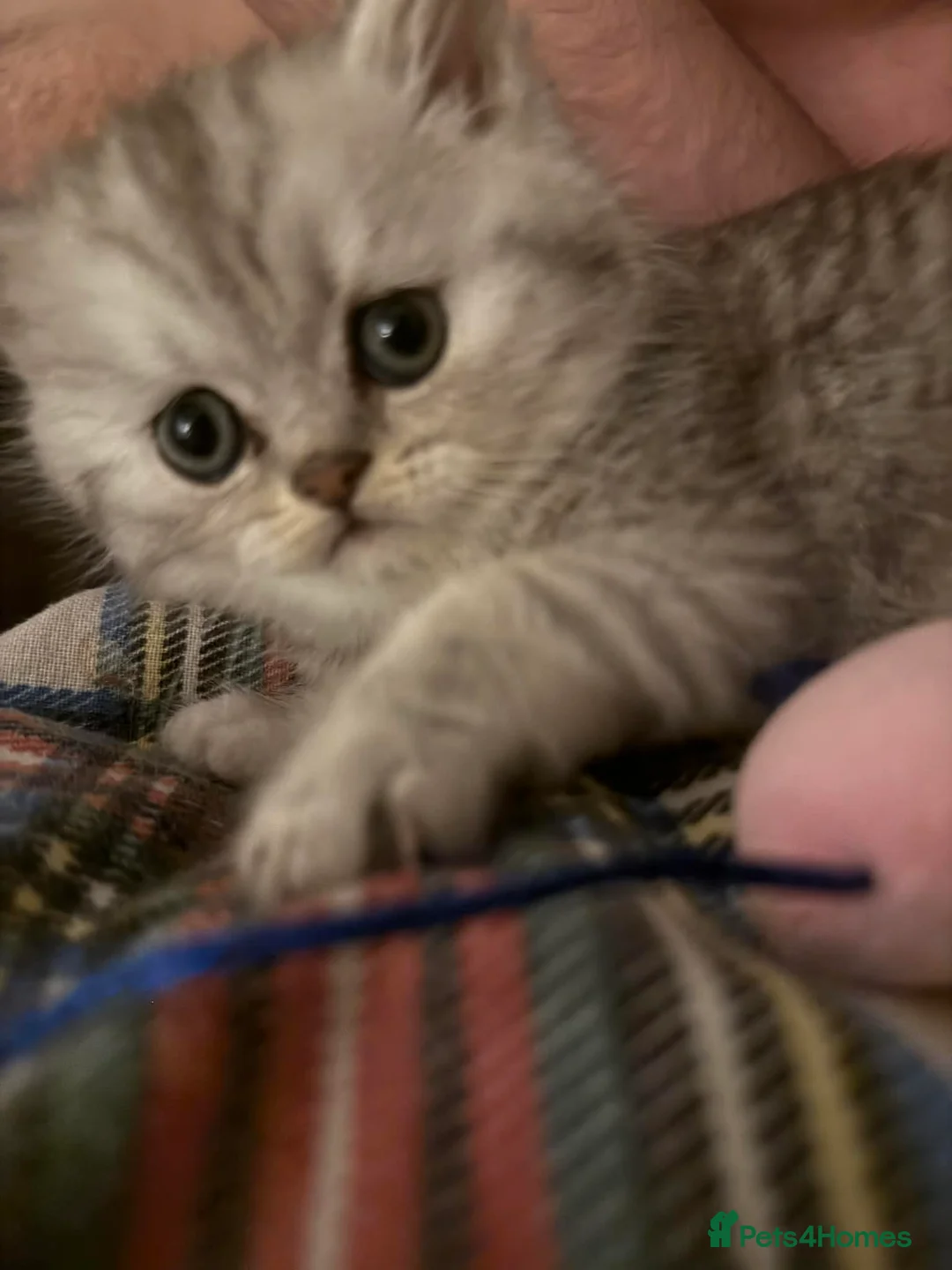 Persian cats for sale: Kitten Sold - Advert 9