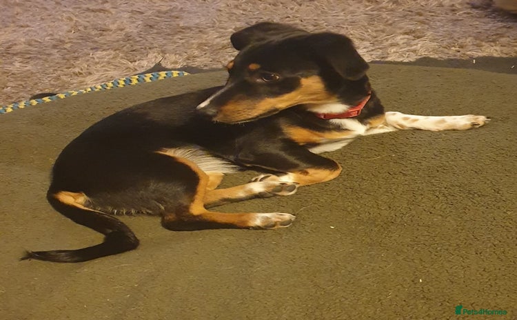 Mixed Breed dogs Carli  - Advert 1