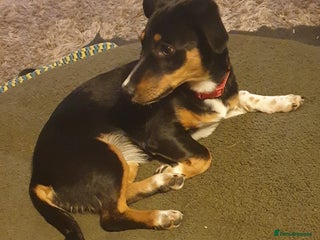 Mixed Breed dogs Carli - Advert 6