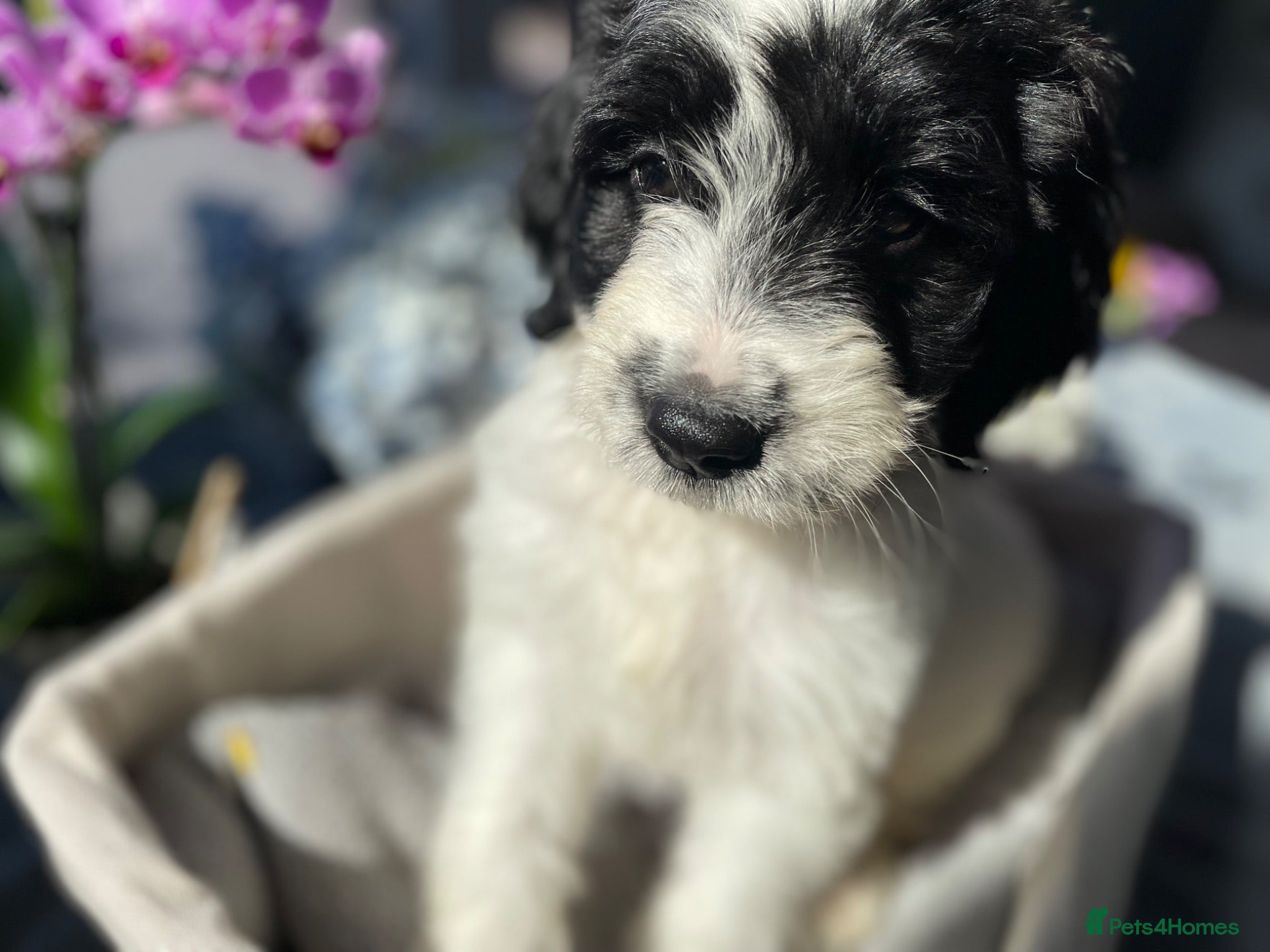 Sproodle dogs ✨ Premium Rare F1 Sproodle Pups – Champion Lines ✨ - Advert 1