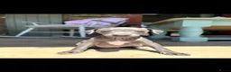 Italian Greyhound dogs for stud: Hojlund Magic Rus aka ‘Tony’ available for stud.  - Advert 2