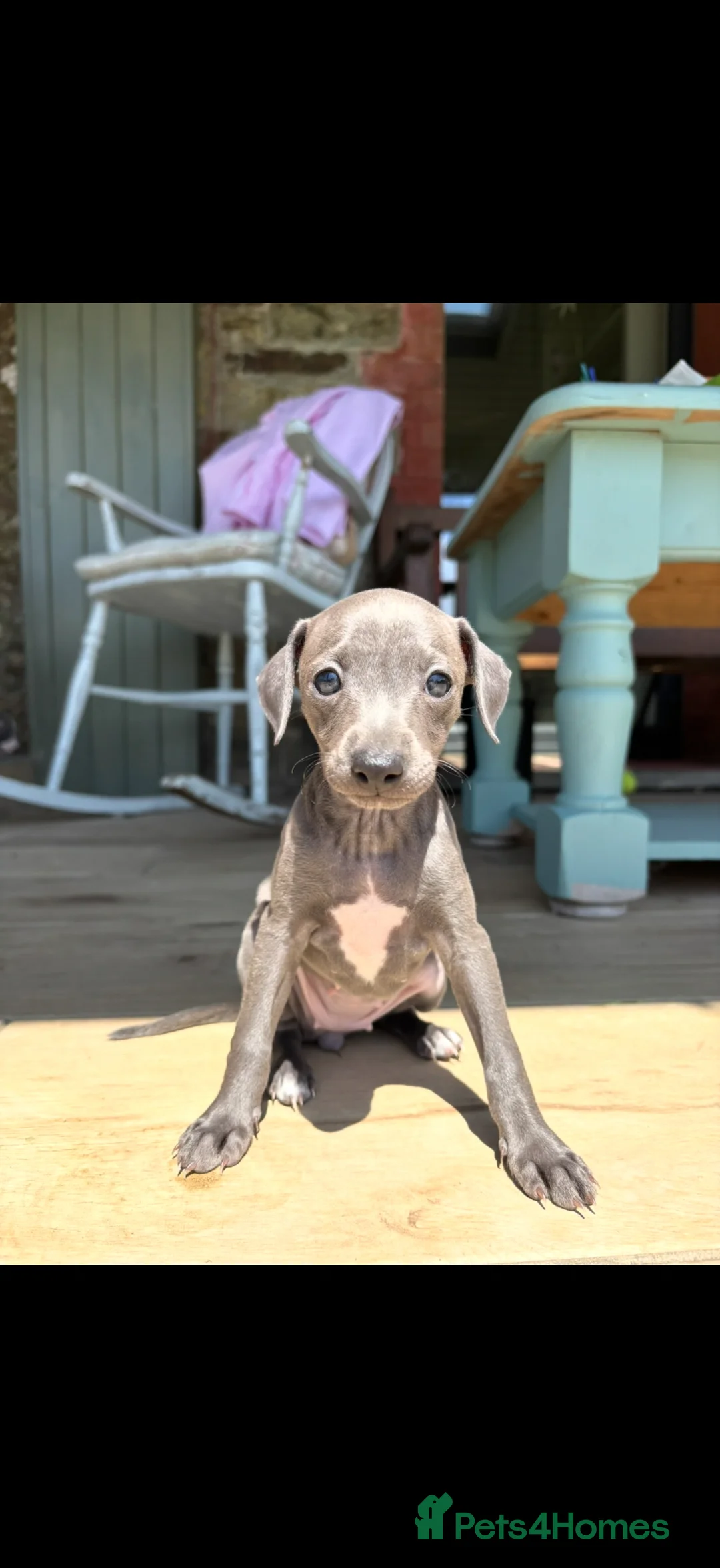 Italian Greyhound dogs for stud: Hojlund Magic Rus aka ‘Tony’ available for stud.  - Advert 2