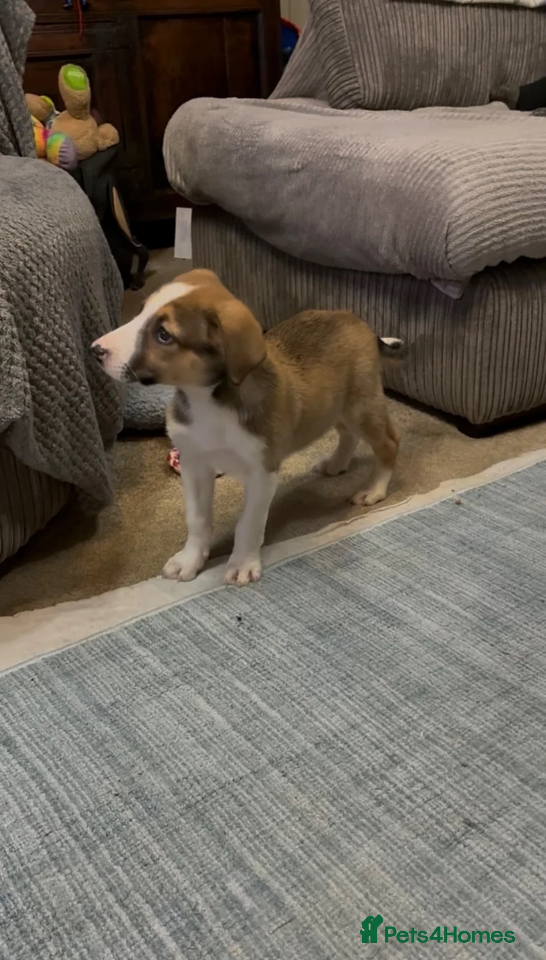 Border Collie dogs for sale: Border collie Dog pup in Coniston - Advert 3