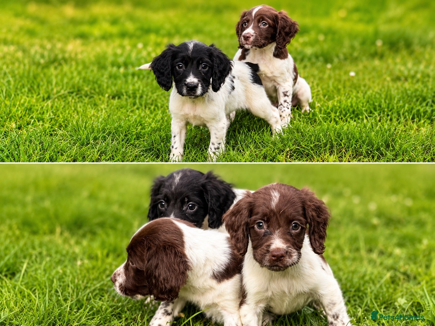 English Springer Spaniel dogs English springer spaniels  - Advert 1
