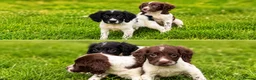 English Springer Spaniel dogs for sale: English springer spaniels  - Advert 1