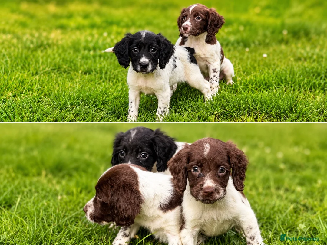 English Springer Spaniel dogs for sale: English springer spaniels  - Advert 1